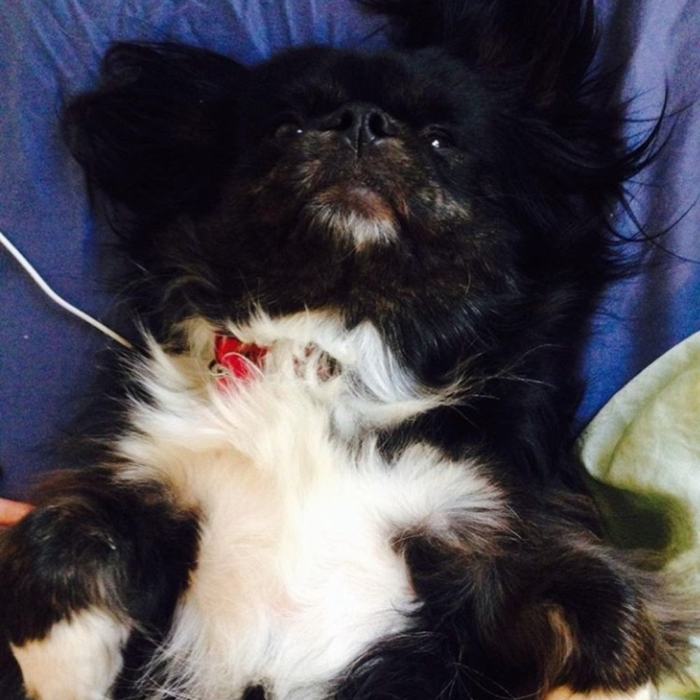 Meet your Posher, Annie